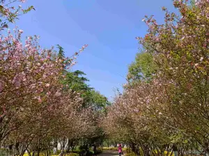 大観公園