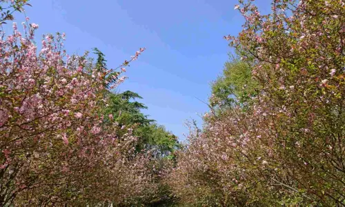 大觀公園