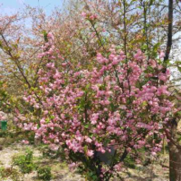評論圖片 1