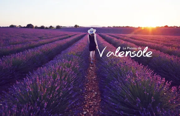 法國普羅旺斯薰衣草一日遊8人中文團阿維尼翁尼斯馬賽出發可包車