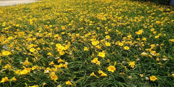 Tieling Flower Sea