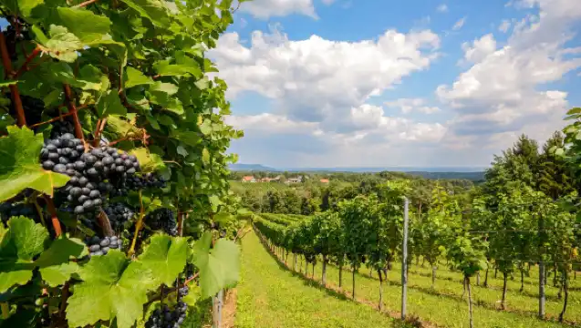 悉尼獵人谷一日遊【含酒莊午餐/中文團/品多種葡萄酒】
