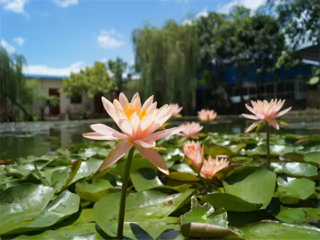 Lotus Viewing in Xinghua
