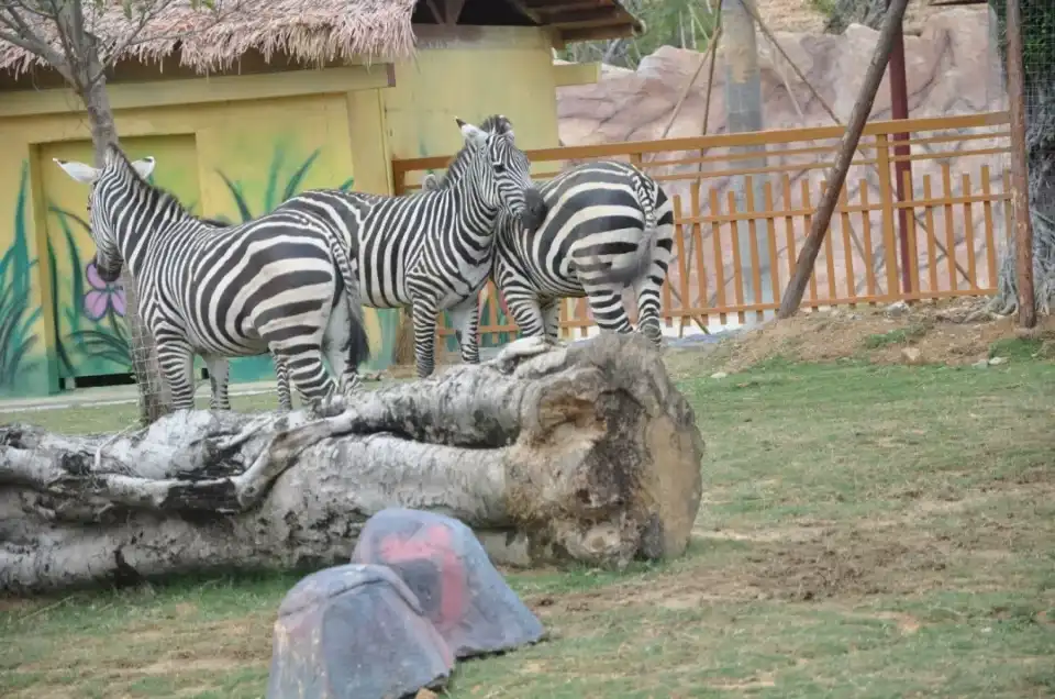 4_Yonghong Wild Animal World
