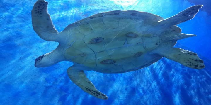 Handan Ocean World
