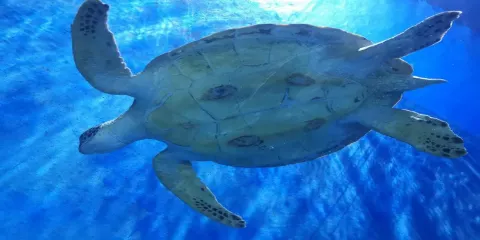 邯鄲海洋世界