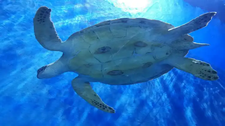 Các khách sạn gần HanDan Ocean Park