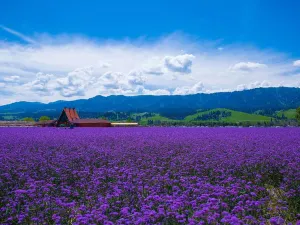 Flower Sea Nalat