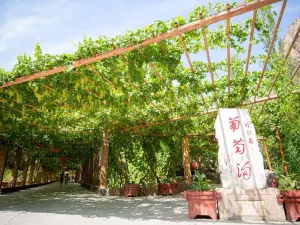 Grape Valley In Turpain