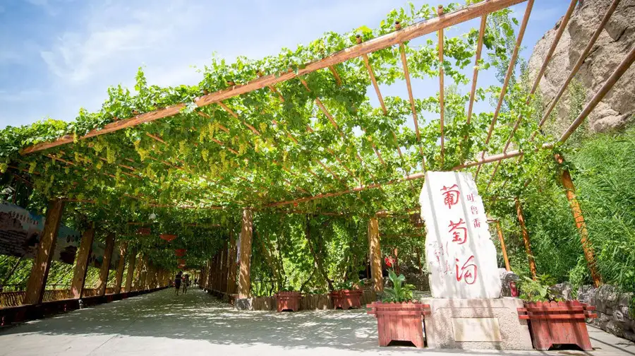 3_Grape Valley