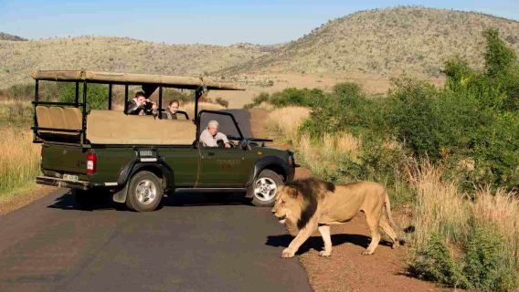 Day trip to Pilanesberg National Park in South Africa to explore wildlife and natural beauty