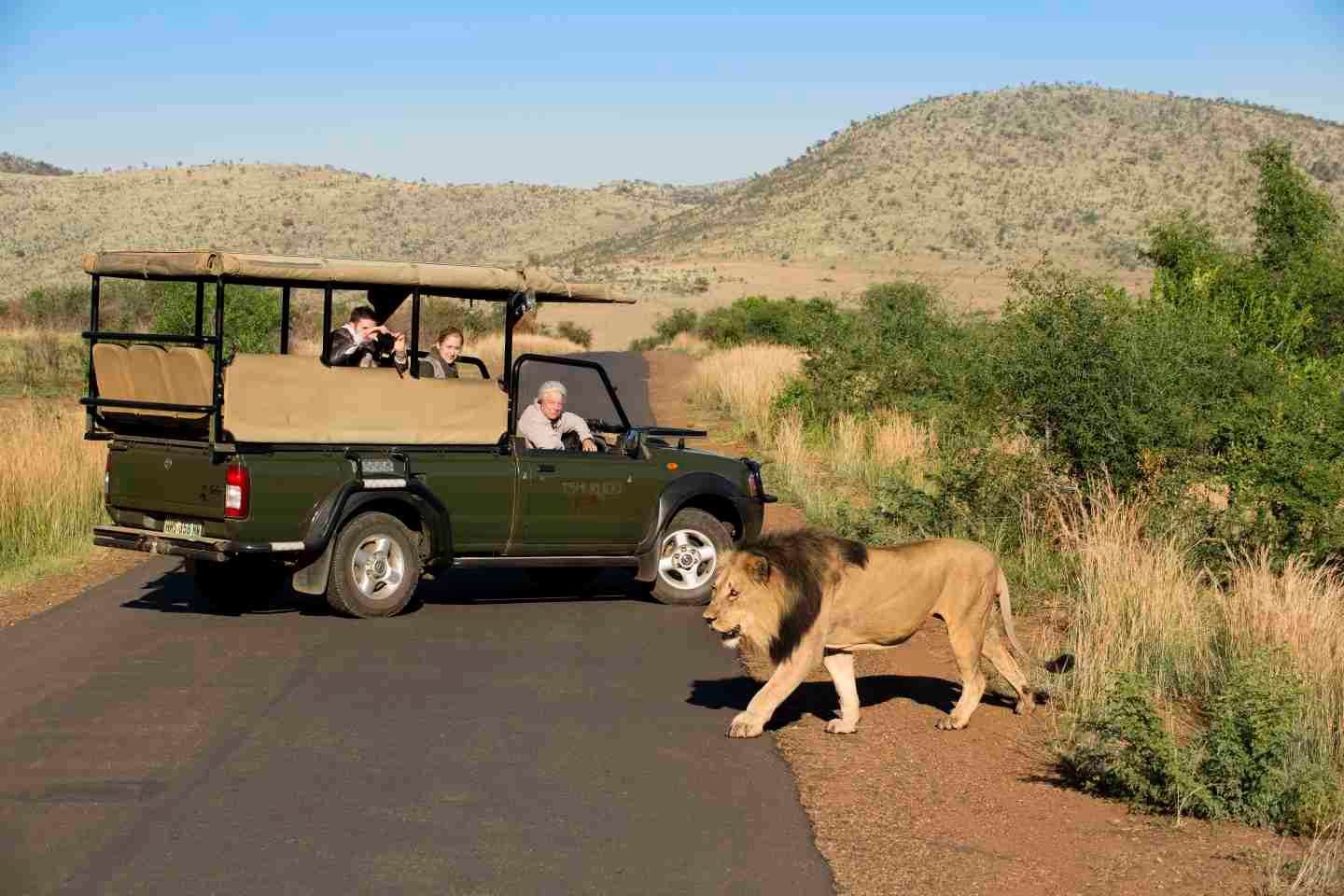 Day trip to Pilanesberg National Park in South Africa to explore wildlife and natural beauty