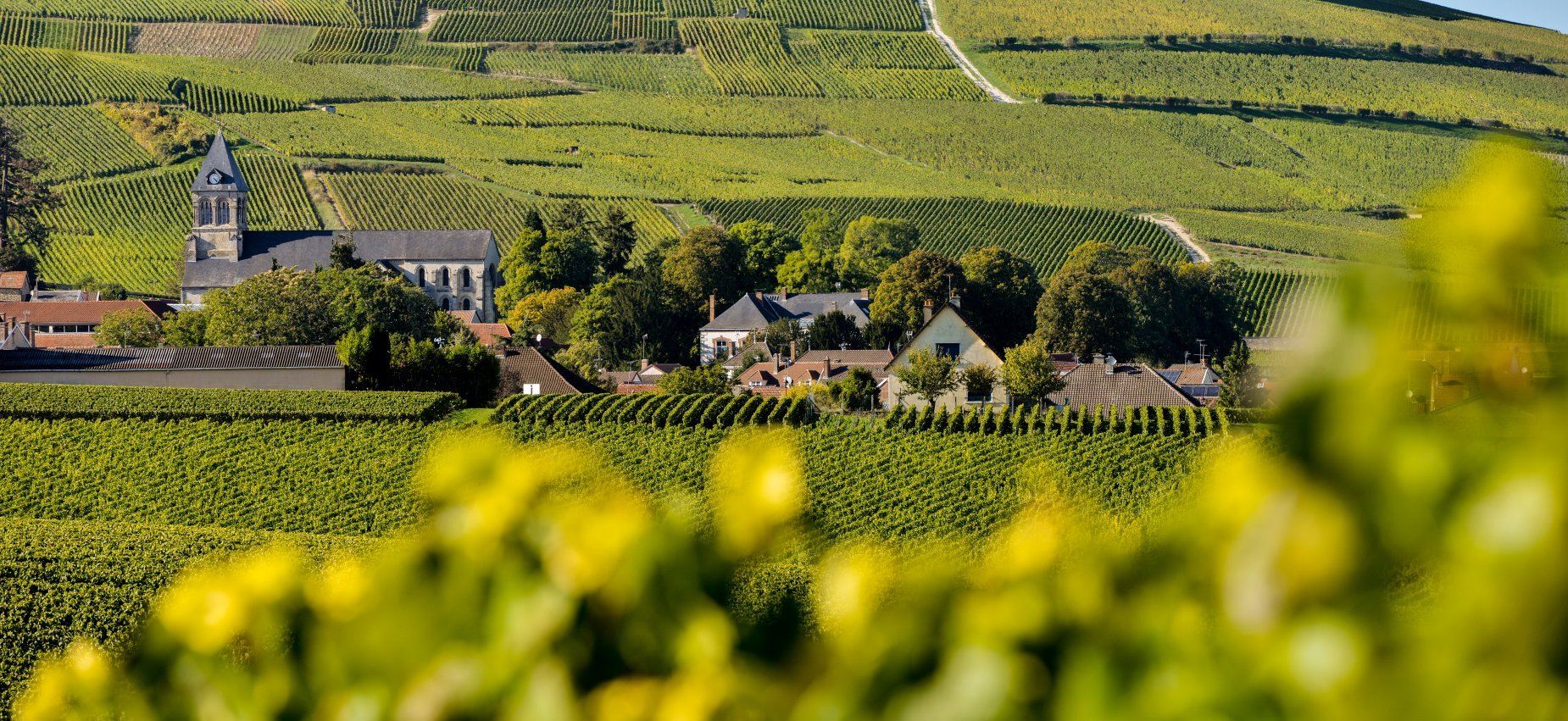 法國蘭斯香檳酒莊蘭斯主教座堂一日遊中文司導酒店接送 獨立成團