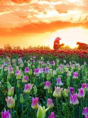 Grassland Tianlu Colorful Flower Field