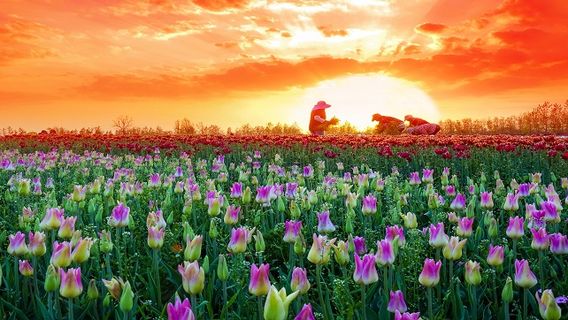 Grassland Tianlu Colorful Flower Field