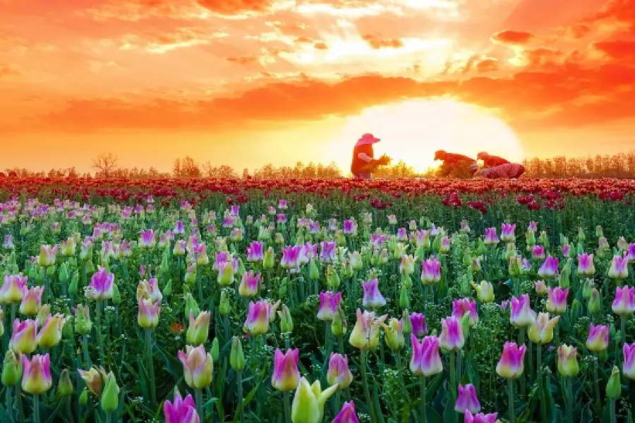 Grassland Tianlu Colorful Flower Field