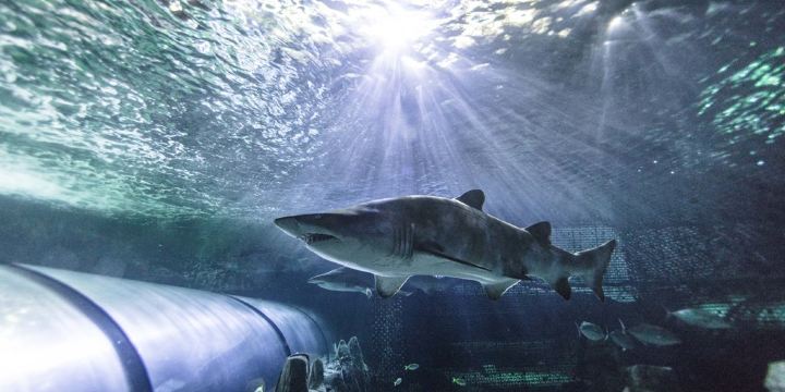 SEA LIFE Sydney Aquarium