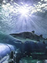 悉尼水族館