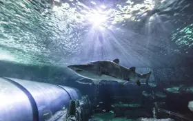 SEA LIFE Sydney Aquarium