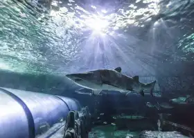 雪梨水族館