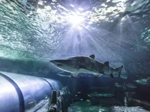 SEA LIFE シドニー水族館