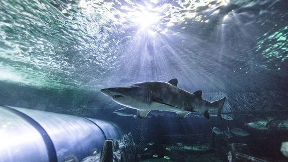 SEA LIFE Sydney Aquarium