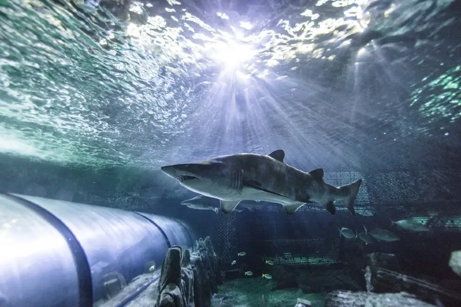 Acuario de Sídney