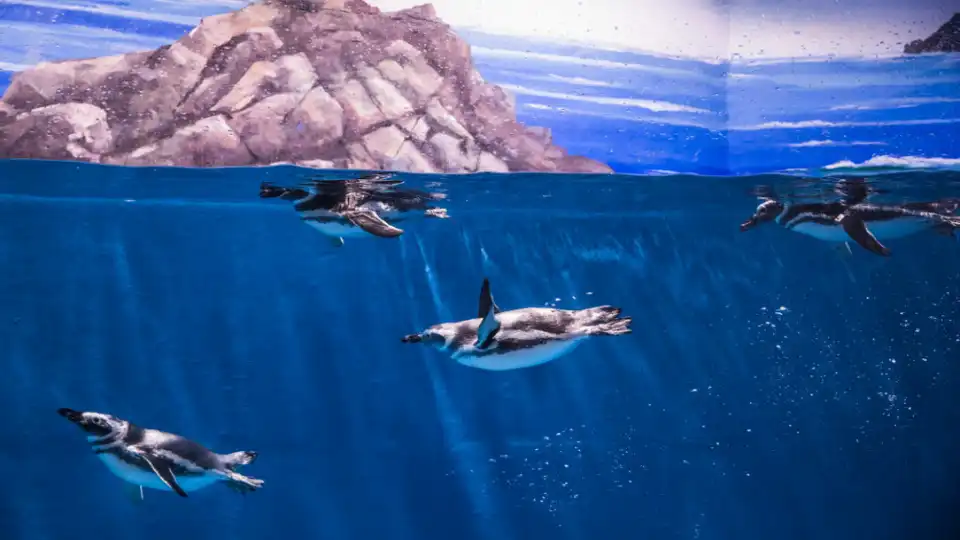5_Qingdao Underwater World