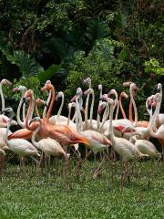 Chimelong Bird Park