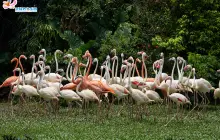 Chimelong Bird Park