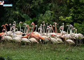 Chimelong Bird Park