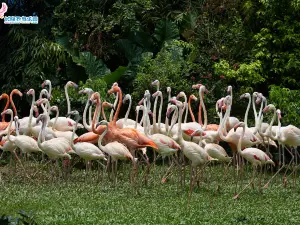 Chimelong Birds Park