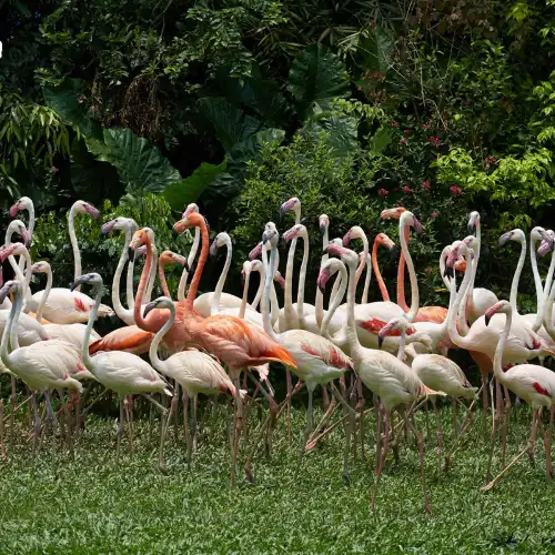 Chimelong Birds Park
