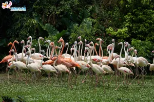 Chimelong Bird Park