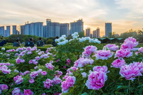 Sui and Tang Dynasty Town Botanic Gardens