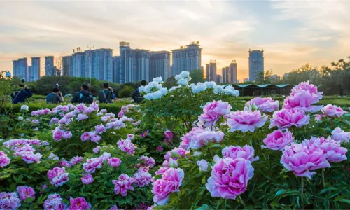 Sui and Tang Dynasty Town Botanic Gardens