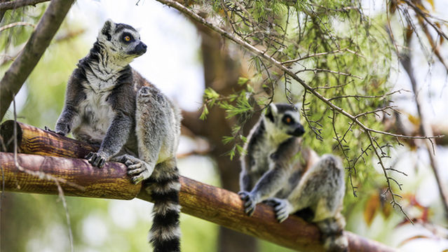 Linyi Zoological Botanical Garden