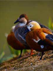 萬鳥園