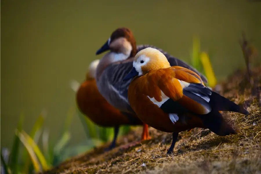 Wan Bird Park