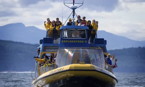 Whale Watching At Sea in Vancouver