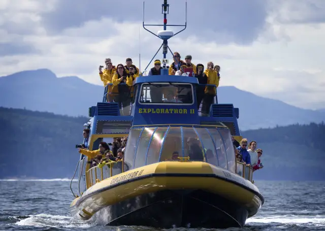 Whale Watching At Sea in Vancouver