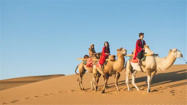 Camel Riding in Zhongwei