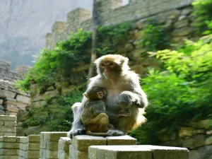 Tongtian Gorge Scenic Area