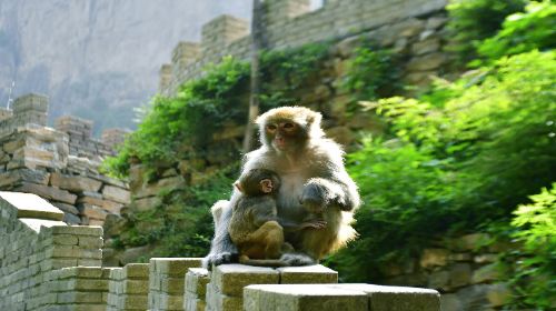 Tongtianxia Scenic Area