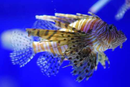 韓國首爾+樂天世界+樂天世界塔+Sea Life COEX水族館一日遊