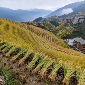 Guilin Longji Rice Terraces and Four Lakes Night Cruise Day Tour 