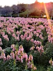 Tianshi Cherry Blossom Park