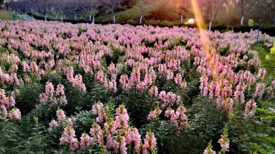 Tianshi Cherry Blossom Park