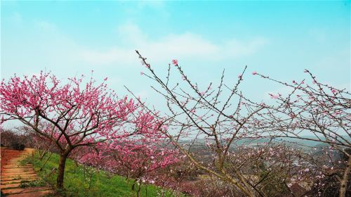 金蘭花谷風景区