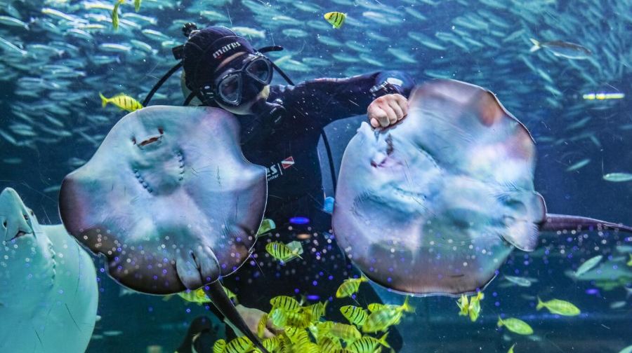韓國首爾+COEX水族館+首爾小童大樂園+塗鴉秀 （NH藝術廳）一日遊